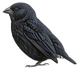 Small Ground Finch Illustration