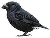 Medium Ground Finch Illustration