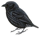 Genovesa Ground Finch Illustration