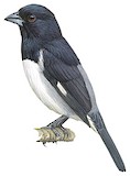 Black-and-white Tanager Illustration