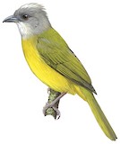 Grey-headed Tanager Illustration