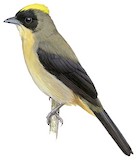 Black-goggled Tanager Illustration