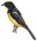 Yellow-crested Tanager Illustration