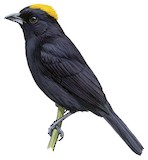 Tawny-crested Tanager Illustration