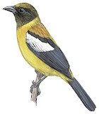 White-winged Shrike-Tanager Illustration