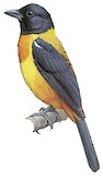 Fulvous Shrike-Tanager Illustration