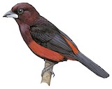 Huallaga Tanager Illustration