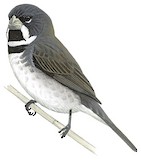 Double-collared Seedeater Illustration