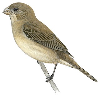 A Dubois's Seedeater also know as Papa-capim perched on the branch. Species  Sporophila ardesiaca. Birdwatcher. Bird lover. Birding. Stock Photo