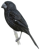 Thick-billed Seed Finch Illustration