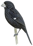 Large-billed Seed Finch Illustration