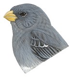 Slate-colored Seedeater Illustration