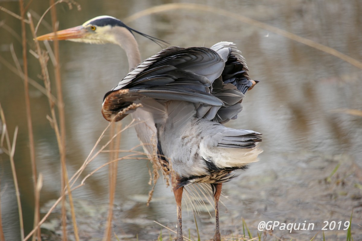Great Blue Heron - Guy Paquin
