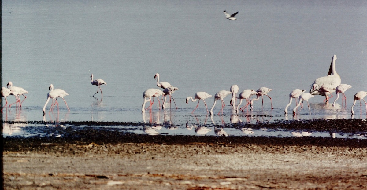 Lesser Flamingo - Scott  Connop