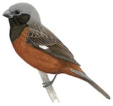 Dark-throated Seedeater Illustration