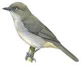 Drab Hemispingus Illustration