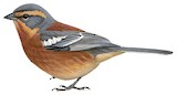 Cinnamon Warbling Finch Illustration