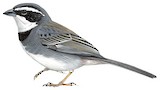 Collared Warbling Finch Illustration