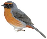 Rufous-breasted Warbling Finch Illustration