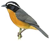 Slaty-backed Hemispingus Illustration