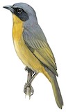 Black-eared Hemispingus Illustration