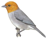 Fulvous-headed Tanager Illustration