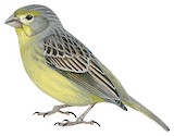 Raimondi's Yellow Finch Illustration