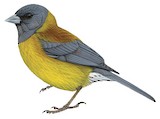 Patagonian Sierra Finch Illustration