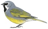 White-bridled Finch Illustration