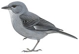 Boulder Finch Illustration