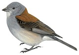 Red-backed Sierra Finch Illustration