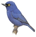 Golden-eyed Flowerpiercer Illustration