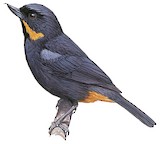 Moustached Flowerpiercer Illustration