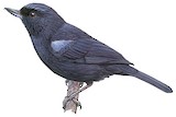 Glossy Flowerpiercer Illustration