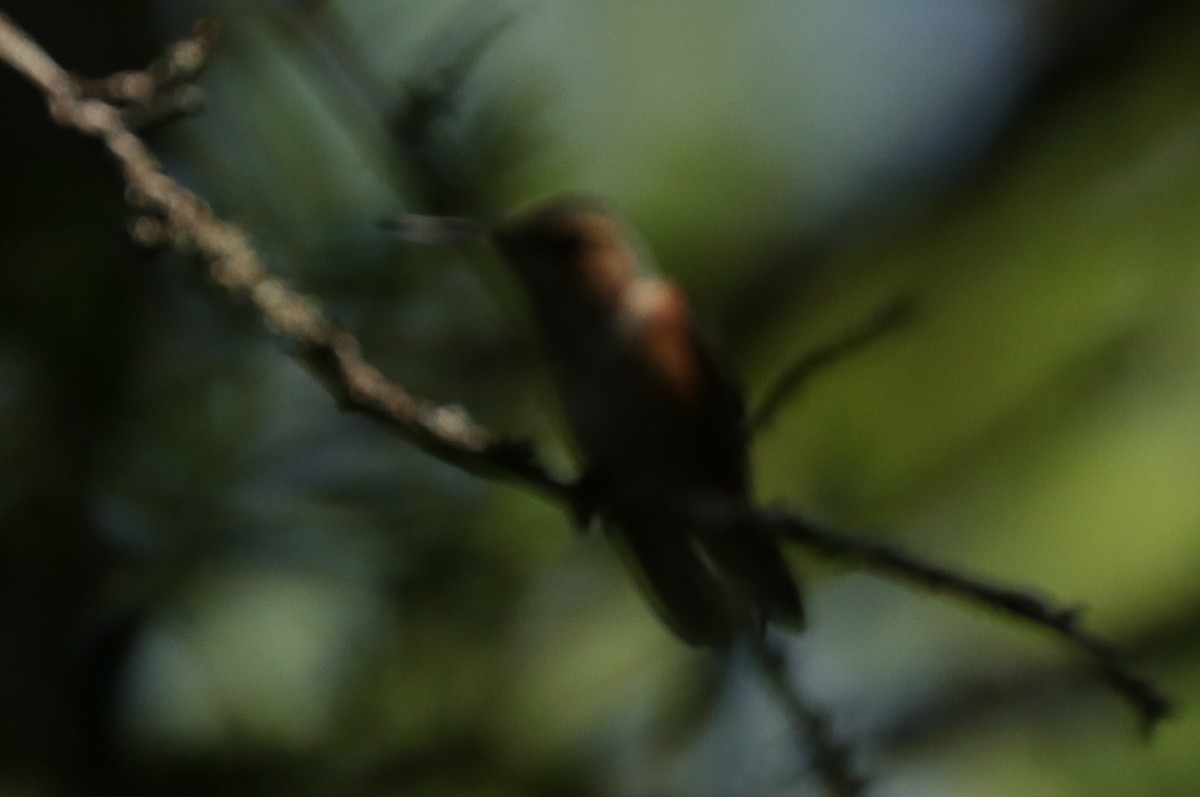 Rufous Hummingbird - ML153725401