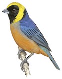 Golden-collared Tanager Illustration