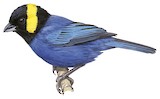 Yellow-scarfed Tanager Illustration