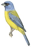 Blue-and-yellow Tanager Illustration