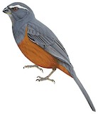 Rufous-bellied Mountain Tanager Illustration