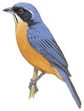 Chestnut-bellied Mountain Tanager Illustration