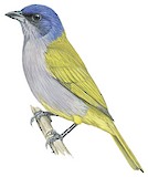 Blue-capped Tanager Illustration