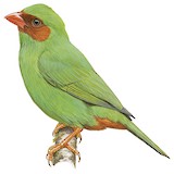 Grass-green Tanager Illustration