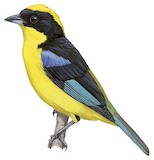 Blue-winged Mountain Tanager Illustration