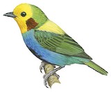 Multicolored Tanager Illustration