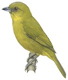 Yellow-green Tanager Illustration