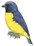 Blue-and-gold Tanager Illustration