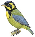 Gold-ringed Tanager Illustration