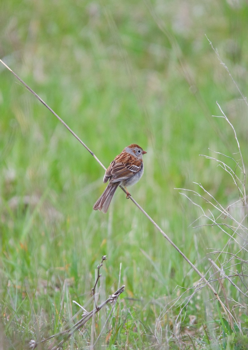 Field Sparrow - Jon Cefus