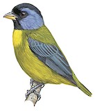 Moss-backed Tanager Illustration