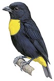 Golden-chested Tanager Illustration